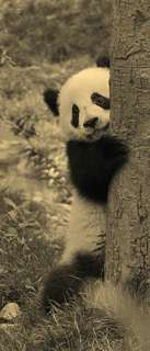 Самоклеющиеся фотообои "Медвежонок панда", 90x210 см, эффект сепия Фотообои.РФ