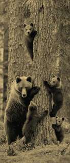 Самоклеющиеся фотообои "Медведи", 90x210 см, эффект сепия Фотообои.РФ