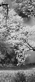 Самоклеющиеся фотообои "Вишневый цвет", 90x210 см, эффект черно-белый, отраженный Фотообои.РФ