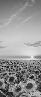 Самоклеющиеся фотообои "Поле подсолнухов", 90x210 см, эффект черно-белый, отраженный Фотообои.РФ