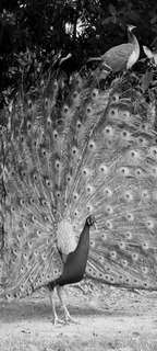 Самоклеющиеся фотообои "Павлины", 90x200 см, эффект черно-белый Фотообои.РФ