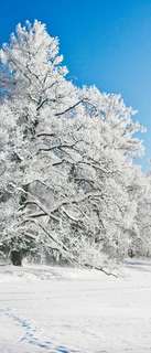 Самоклеющиеся фотообои "Зимний парк в снегу", 90x210 см Фотообои.РФ