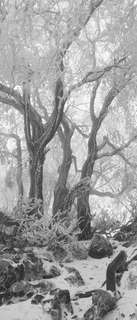 Самоклеющиеся фотообои "Туманный зимний лес", 90x210 см, эффект черно-белый Фотообои.РФ