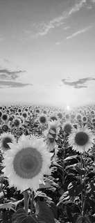 Самоклеющиеся фотообои "Поле подсолнухов, рассвет", 90x210 см, эффект черно-белый Фотообои.РФ