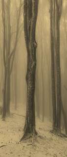 Самоклеющиеся фотообои "Туманный лес зимой", 90x210 см, эффект сепия, отраженный Фотообои.РФ