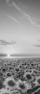 Самоклеющиеся фотообои "Поле подсолнухов", 90x210 см, эффект черно-белый Фотообои.РФ