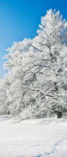 Самоклеющиеся фотообои "Зимний парк в снегу", 90x210 см, эффект отраженный Фотообои.РФ