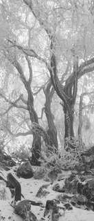 Самоклеющиеся фотообои "Туманный зимний лес", 90x210 см, эффект черно-белый, отраженный Фотообои.РФ