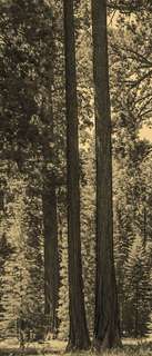 Самоклеющиеся фотообои "В лесной чаще 2", 90x210 см, эффект сепия Фотообои.РФ