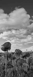 Самоклеющиеся фотообои "Красные маки в поле", 90x210 см, эффект черно-белый Фотообои.РФ