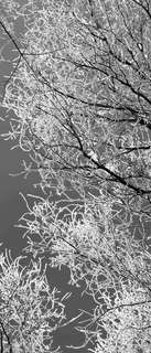 Самоклеющиеся фотообои "Зимний лес", 90x210 см, эффект черно-белый, отраженный Фотообои.РФ