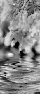 Самоклеющиеся фотообои "Осенний ручей", 90x210 см, эффект черно-белый Фотообои.РФ