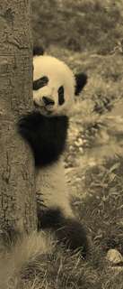 Самоклеющиеся фотообои "Медвежонок панда", 90x210 см, эффект сепия, отраженный Фотообои.РФ