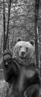 Самоклеющиеся фотообои "Медведь", 90x210 см, эффект черно-белый Фотообои.РФ