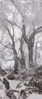 Самоклеющиеся фотообои "Туманный зимний лес", 90x210 см, эффект отраженный Фотообои.РФ