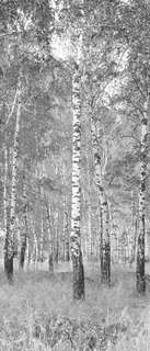 Самоклеющиеся фотообои "Березовый лес", 90x210 см, эффект черно-белый Фотообои.РФ