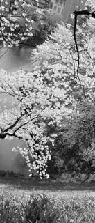 Самоклеющиеся фотообои "Вишневый цвет", 90x210 см, эффект черно-белый Фотообои.РФ