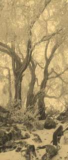 Самоклеющиеся фотообои "Туманный зимний лес", 90x210 см, эффект сепия Фотообои.РФ