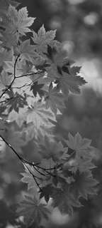 Самоклеющиеся фотообои "Листва 2", 90x200 см, эффект черно-белый Фотообои.РФ