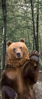 Самоклеющиеся фотообои "Медведь", 90x210 см, эффект отраженный Фотообои.РФ