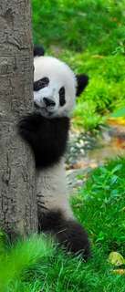 Самоклеющиеся фотообои "Медвежонок панда", 90x210 см, эффект отраженный Фотообои.РФ