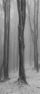 Самоклеющиеся фотообои "Туманный лес зимой", 90x210 см, эффект черно-белый Фотообои.РФ
