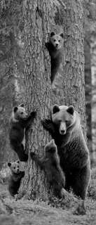 Самоклеющиеся фотообои "Медведи", 90x210 см, эффект черно-белый, отраженный Фотообои.РФ