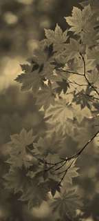 Самоклеющиеся фотообои "Листва 2", 90x200 см, эффект сепия, отраженный Фотообои.РФ
