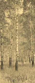 Самоклеющиеся фотообои "Березовый лес", 90x210 см, эффект сепия, отраженный Фотообои.РФ