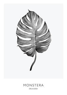 Большой постер на стену "Monstera (b&w)" 50х70 см без рамы Scandimania