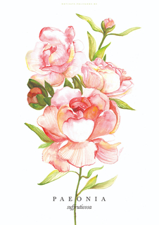 Большой постер на стену "Paeonia" 50х70 см без рамы Motivate Me Posters