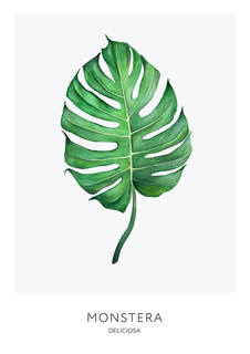 Большой постер на стену "Monstera" 60х90 см без рамы Scandimania