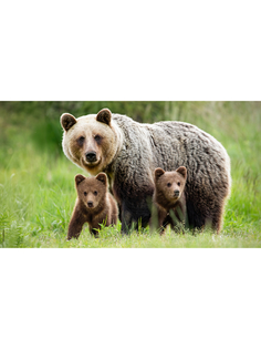 Постер DRABS A3 Медведица с медвежатами в дикой природе Камчатки