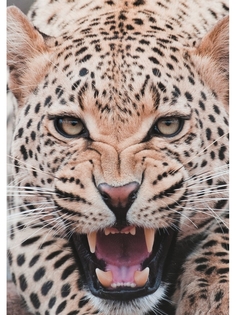 Постер DRABS А3 Леопард