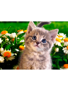Постер DRABS А2 котенок в цветах