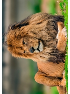 Постер DRABS А2 Портрет льва