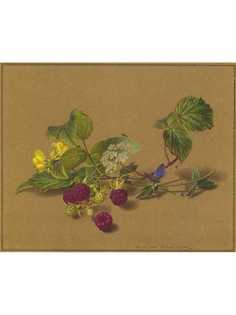 Постер DRABS A2 Толстой Федор Петрович, Ветка малины, бабочка и муравей