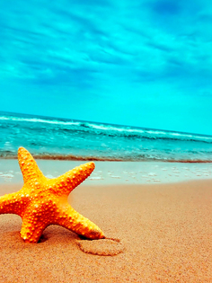 Постер DRABS А2 Морская звезда на берегу моря