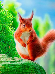 Постер DRABS А3 Рыжая белка