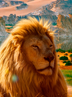 Постер DRABS А3 Гордый лев