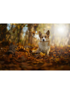 Постер DRABS A3 Собака вельш-корги-пемброк лежит на листве в осеннем пейзаже