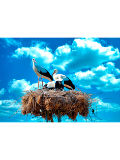 Постер DRABS A3 Семейство Аистов в своем гнезде Природа