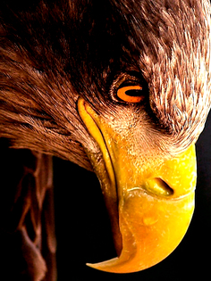 Постер DRABS А3 Голова орла