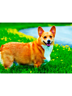 Постер DRABS А3 корги стоит на траве, озеро