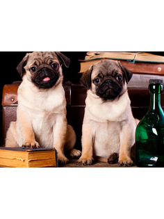 Постер DRABS А2 мопс, 2 мопса