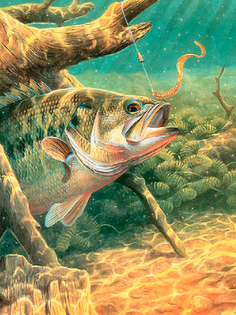 Постер DRABS А3 Карась клюет на червя