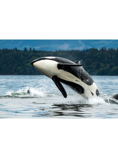 Постер DRABS A3 Кит Бигг выпрыгивает из моря Ванкувер, Канада