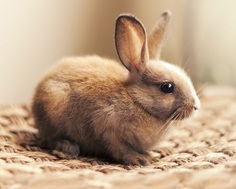 Набор алмазной мозаики Яркие Грани Кролик-малютка