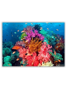 Магнит на холодильник DRABS большой - A4, Подводный мир, кораллы