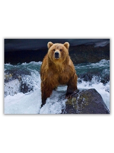 Магнит на холодильник DRABS большой - A4, Медведь на водопаде
